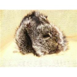 Wolf fur hat (165)