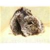 Image 1 : Wolf fur hat (165)