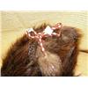 Image 2 : Beaver skin hat (165)