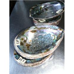 Lot of 4 abalone shells (2)