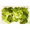 Image 1 : 22)  LOT OF 55.9 CT OF ROUGH PERIDOT GEMSTONES.