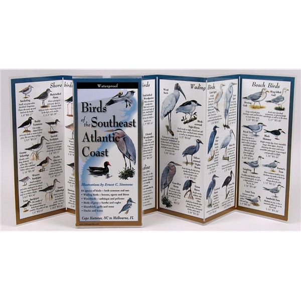 NEW BIRDS OF THE SOUTHEAST ATLANTIC COAST