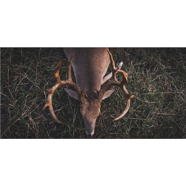 Management Whitetail Hunt