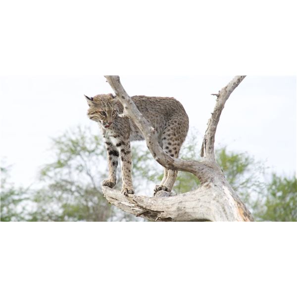 Bobcat Hunt