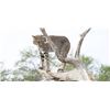 Image 1 : Bobcat Hunt