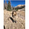 Image 1 : Archery Elk Hunt for 2