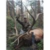 Image 2 : Archery Elk Hunt for 2