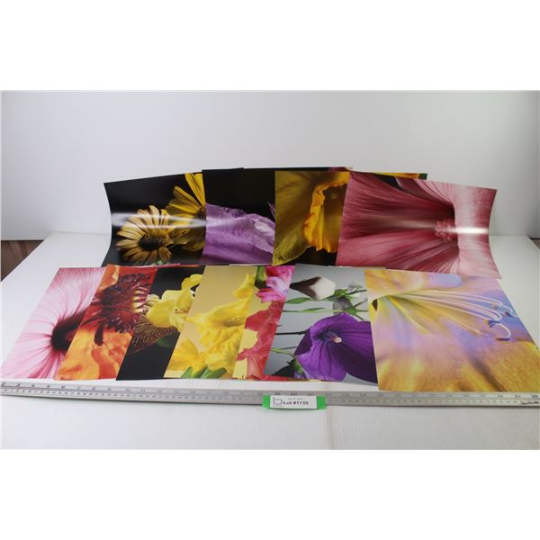 (11) Flower Photographs (14" x 11")