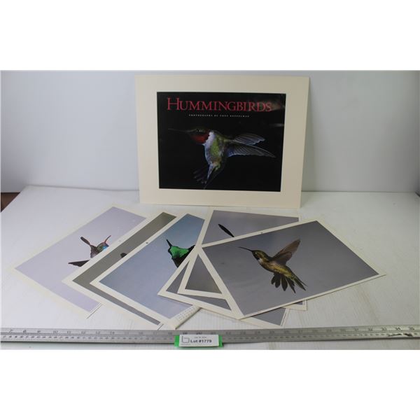 Humming Bird Pictures