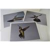 Image 3 : Humming Bird Pictures