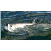 Image 2 : 1 Day Guided Saltwater Fly Fishing in Boca Grande, FL