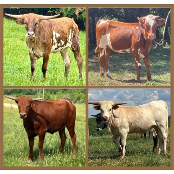 HS Longhorns-Denton, NC LOT OF 4