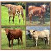 Image 1 : HS Longhorns-Denton, NC LOT OF 4