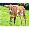 Image 2 : HS Longhorns-Denton, NC LOT OF 4