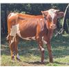 Image 3 : HS Longhorns-Denton, NC LOT OF 4