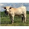 Image 5 : HS Longhorns-Denton, NC LOT OF 4