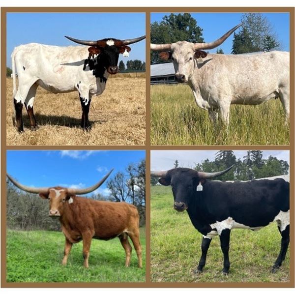 A&S Longhorns-Dundee,OR LOT OF 4