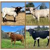 Image 1 : A&S Longhorns-Dundee,OR LOT OF 4