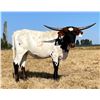 Image 2 : A&S Longhorns-Dundee,OR LOT OF 4