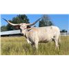 Image 3 : A&S Longhorns-Dundee,OR LOT OF 4