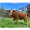 Image 4 : A&S Longhorns-Dundee,OR LOT OF 4