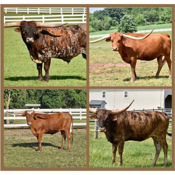 Rocky Meadow Longhorns-Middletown, PA  LOT OF 4