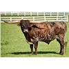Image 2 : Rocky Meadow Longhorns-Middletown, PA  LOT OF 4