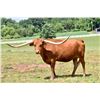 Image 3 : Rocky Meadow Longhorns-Middletown, PA  LOT OF 4