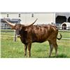 Image 5 : Rocky Meadow Longhorns-Middletown, PA  LOT OF 4