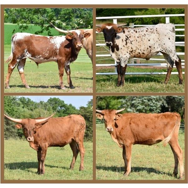 Rocky Meadow Longhorns-Middletown, PA  LOT OF 4