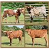 Image 1 : Rocky Meadow Longhorns-Middletown, PA  LOT OF 4