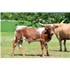 Image 2 : Rocky Meadow Longhorns-Middletown, PA  LOT OF 4
