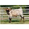 Image 3 : Rocky Meadow Longhorns-Middletown, PA  LOT OF 4
