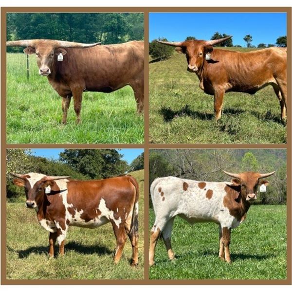 G&G Longhorns-Rochelle,VA LOT OF 4
