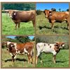 Image 1 : G&G Longhorns-Rochelle,VA LOT OF 4