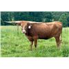 Image 2 : G&G Longhorns-Rochelle,VA LOT OF 4