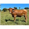 Image 3 : G&G Longhorns-Rochelle,VA LOT OF 4