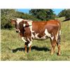 Image 4 : G&G Longhorns-Rochelle,VA LOT OF 4