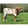 Image 5 : G&G Longhorns-Rochelle,VA LOT OF 4