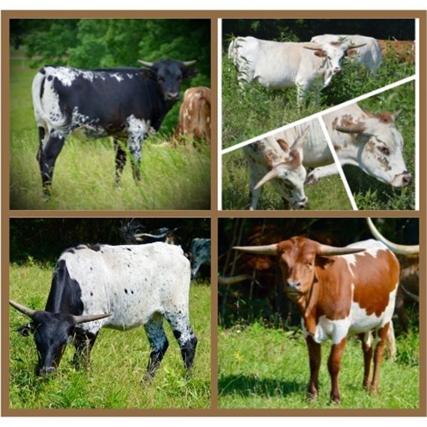 Milestone Cattle Company-Nashville, TN LOT OF 4