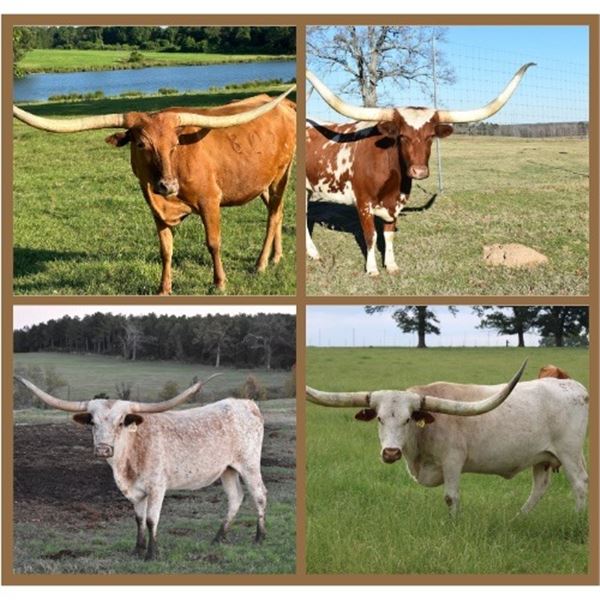 Silver T Longhorns-Winnsboro, TX LOT OF 4