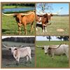 Image 1 : Silver T Longhorns-Winnsboro, TX LOT OF 4