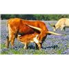 Image 2 : Silver T Longhorns-Winnsboro, TX LOT OF 4