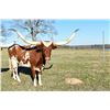Image 3 : Silver T Longhorns-Winnsboro, TX LOT OF 4