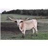 Image 4 : Silver T Longhorns-Winnsboro, TX LOT OF 4