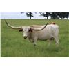 Image 5 : Silver T Longhorns-Winnsboro, TX LOT OF 4