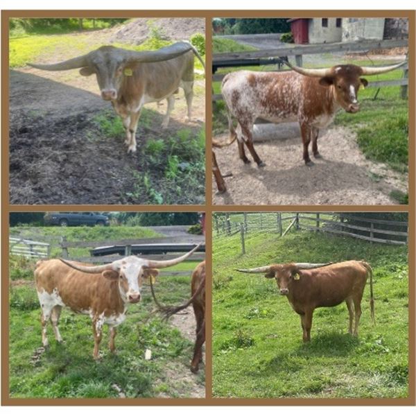 Albanese Longhorns-Cazenovia, NY LOT OF 4