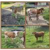 Image 1 : Albanese Longhorns-Cazenovia, NY LOT OF 4