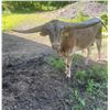 Image 2 : Albanese Longhorns-Cazenovia, NY LOT OF 4