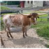 Image 3 : Albanese Longhorns-Cazenovia, NY LOT OF 4